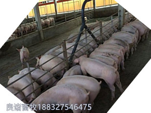 液態(tài)飼喂設(shè)備濕料料線