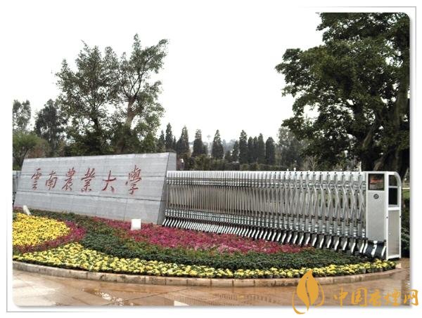 煙草專業(yè)大學(xué)排名，煙草專業(yè)就業(yè)前景好