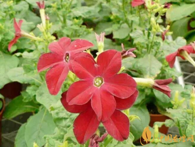 煙草花花語是什么，煙草花什么時候開花