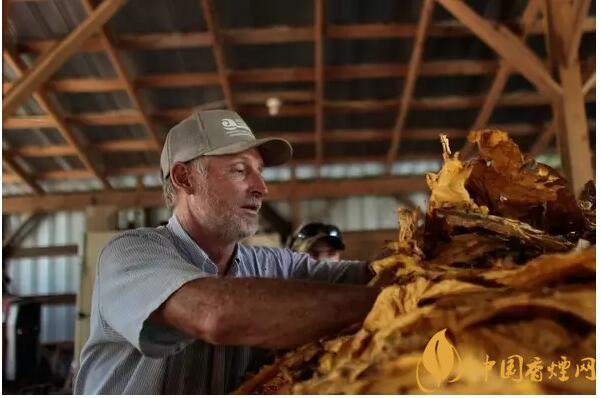 津巴布韋煙葉為什么好，黃金煙葉成為國(guó)寶