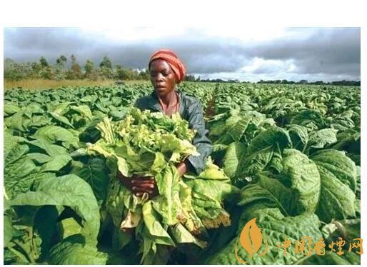 津巴布韋煙葉為什么好，黃金煙葉成為國(guó)寶