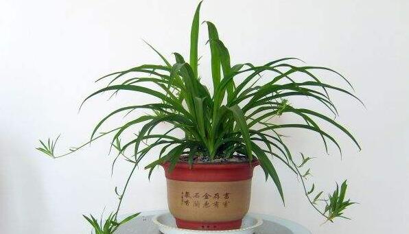 家里吸煙放什么植物 什么植物吸煙味最好(六種)