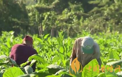 津巴布韋計劃開發(fā)抗旱煙草品種