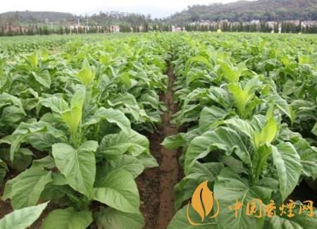 湖南瀏陽煙草局依托G80烤煙特色品種為煙農創(chuàng)收9375萬元！